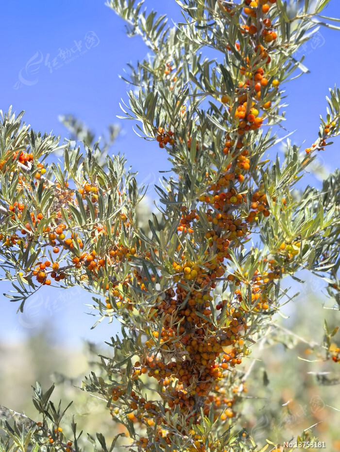 ���ɳ����ͼƬ