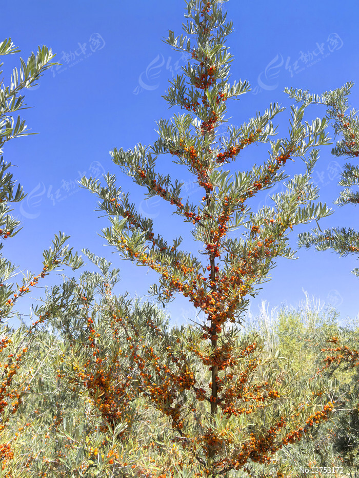 ����ɳ����ͼƬ