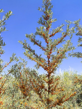 ����ɳ����