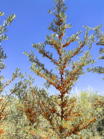 ����ɳ����