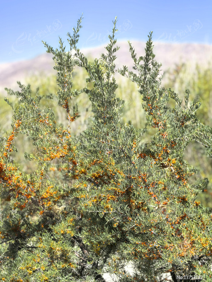 ��ڻ�Įɳ����ͼƬ