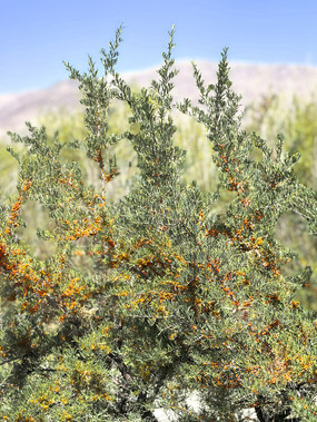 ��ڻ�Įɳ����