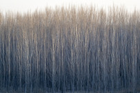 ��ͺ�����־�