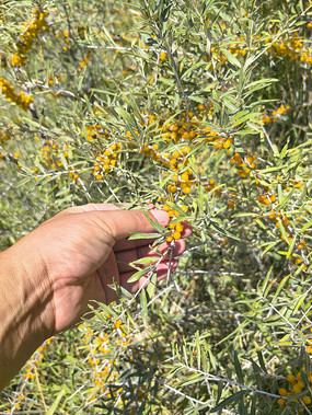 ��Į��ɳ��