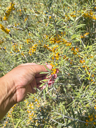 ��Į��ɳ��