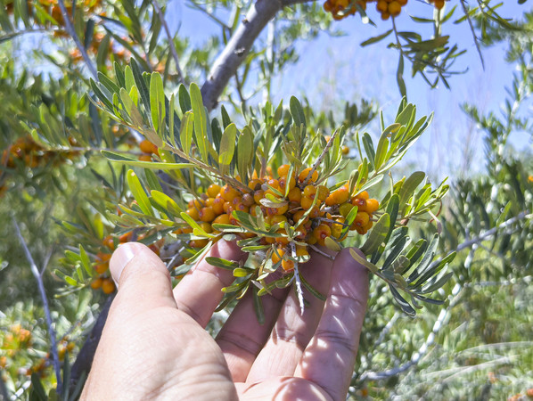 �����ժɳ����