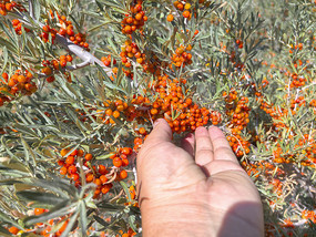 ��������ɳ����