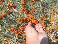 ��������ɳ����