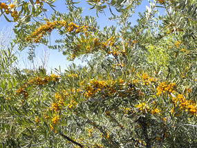 ����ɳ����