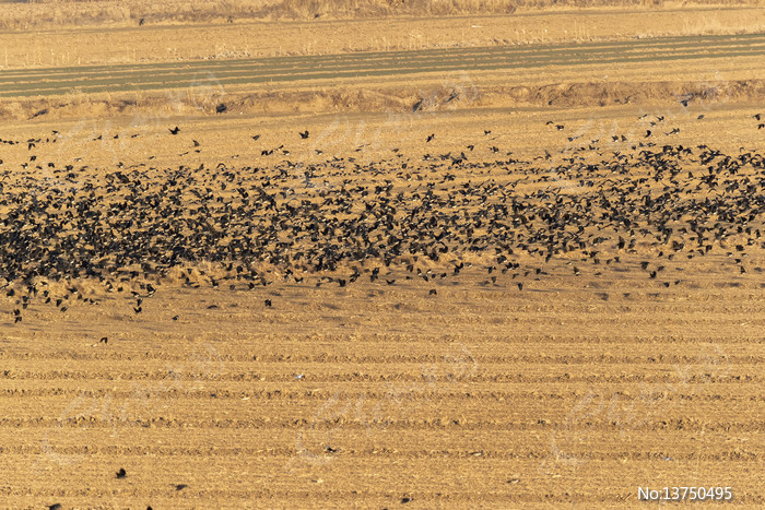 Ⱥ��ɹ���ɫ��ҰͼƬ