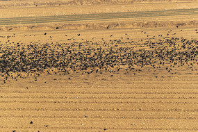 Ⱥ��ɹ���ɫ��Ұ