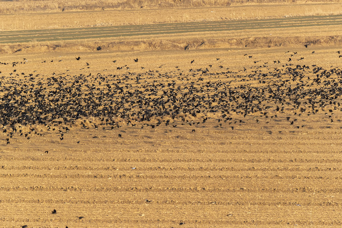 Ⱥ��ɹ���ɫ��Ұ