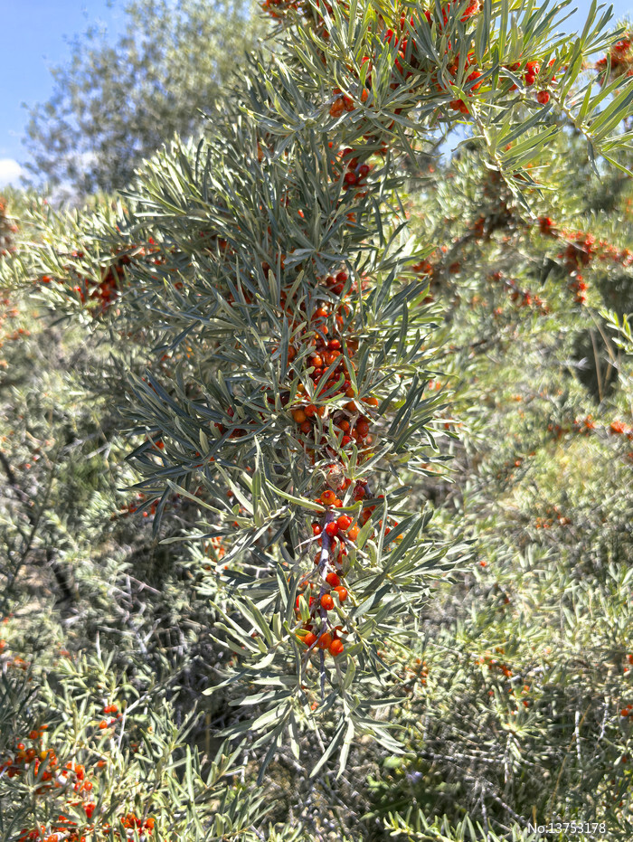 ɳ������ɫ��ʵͼƬ