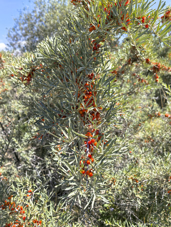 ɳ������ɫ��ʵ