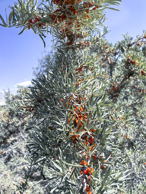 ɳ���ֺ�ɫ��ʵ