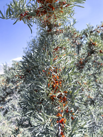 ɳ���ֺ�ɫ��ʵ