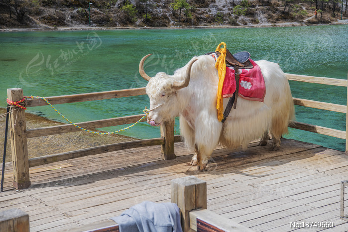 ����ѩɽ���¹Ȱ�ˮ�Ӱ���ţͼƬ