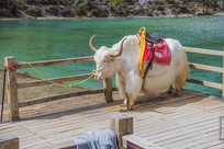 ����ѩɽ���¹Ȱ�ˮ�Ӱ���ţ