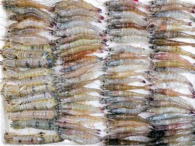 ������Ϻ