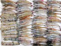 ������Ϻ