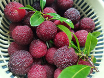 ������÷��Ƭ1