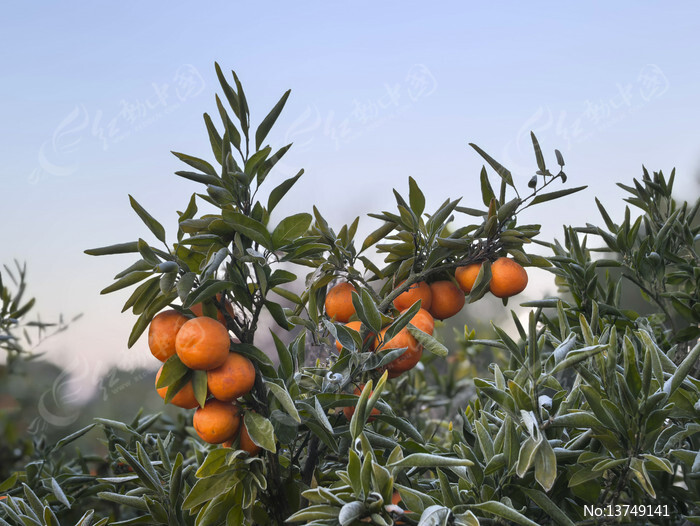 ����֦ͷ����ͼƬ