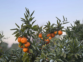 ����֦ͷ����