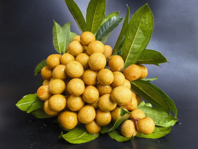 ������Ҷ�ʹ�Բ