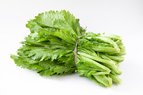 ��ɫ��ʱ���߲�