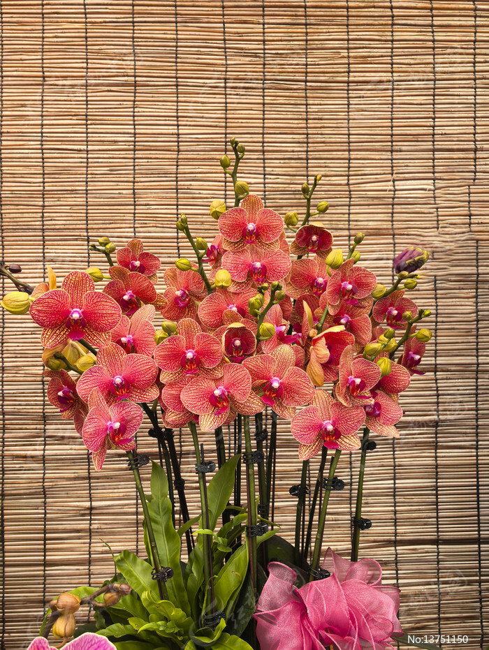 ��ɫ������ͼƬ