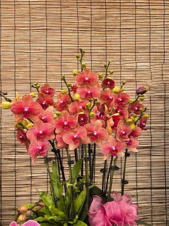 ��ɫ������