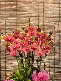 ��ɫ������