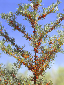 ɳ����ɳ����