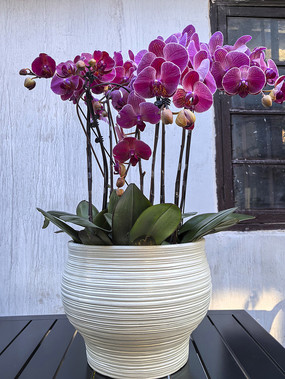 ͥԺ������