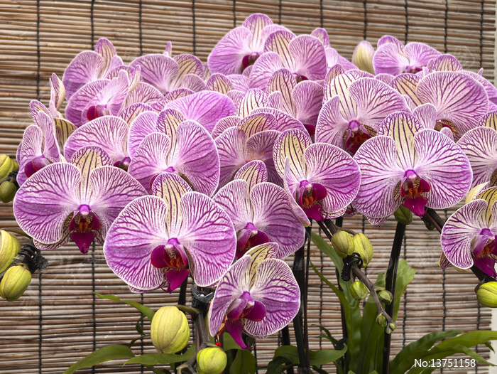 ���л�������ͼƬ