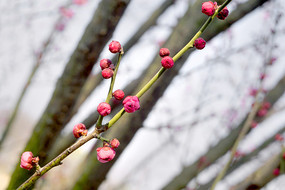 һ֦��÷����