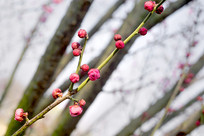 һ֦��÷����