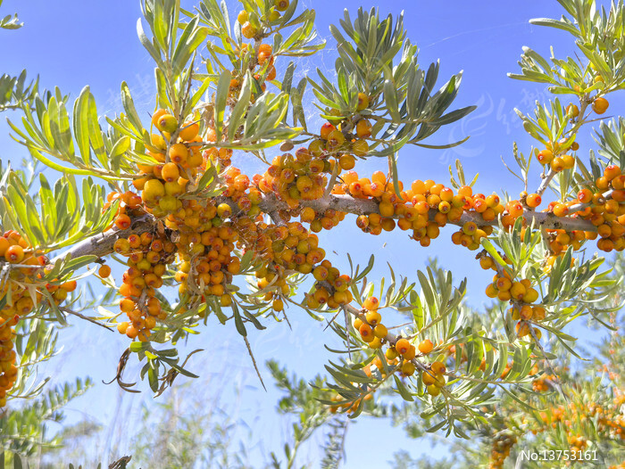 ֦���ϵ�ɳ��ͼƬ