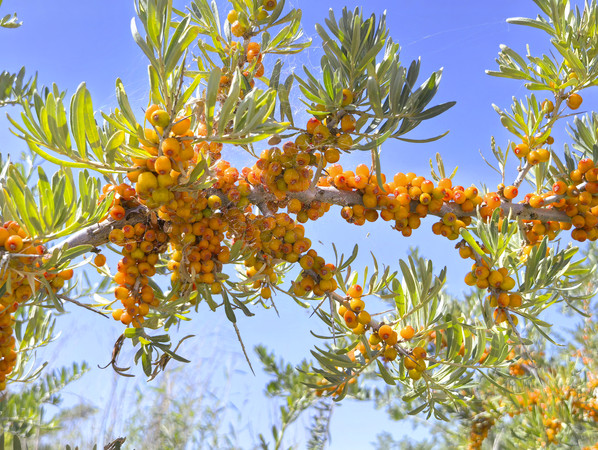 ֦���ϵ�ɳ��