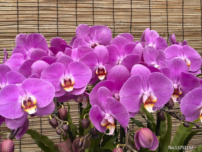 �Ϻ���������ͼƬ