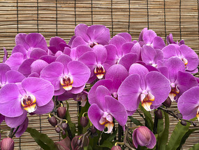 �Ϻ���������