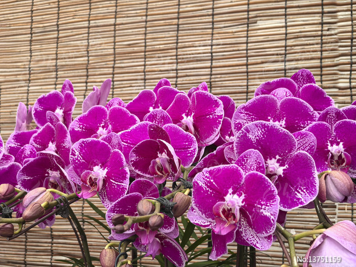 ��ɫ����������ͼƬ