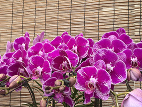 ��ɫ����������