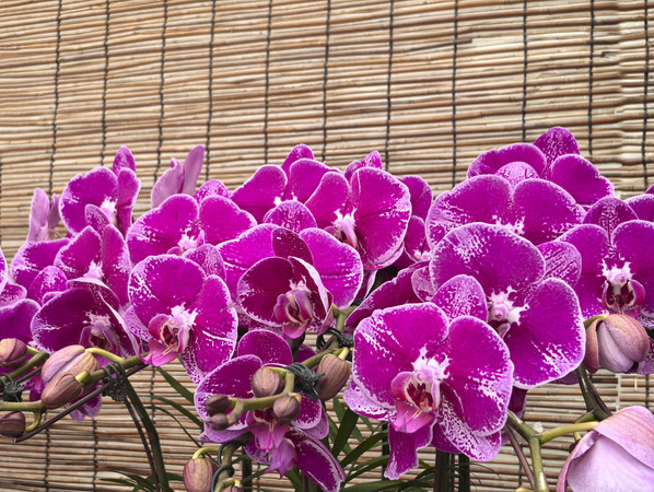 ��ɫ����������