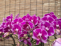 ��ɫ����������